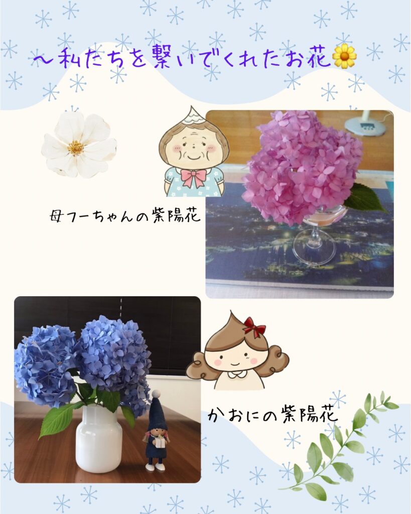 母フーちゃんと筆者がそれぞれ自宅で大切に育て、活けている紫陽花の写真。二人を繋ぐ紫陽花の花。